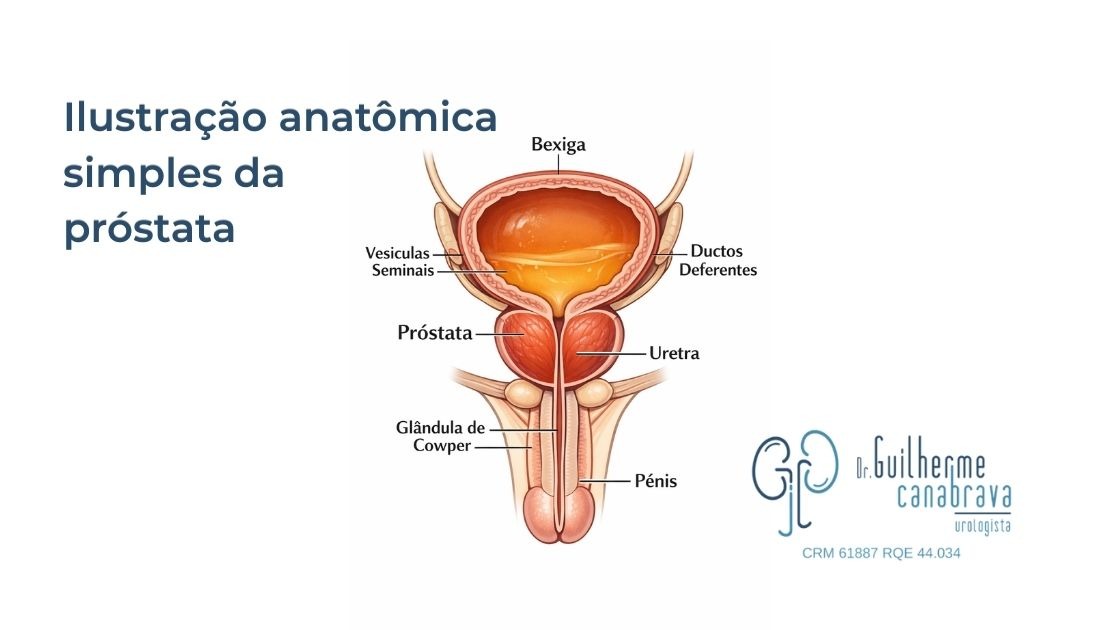 ilustração anatômica simples da próstata